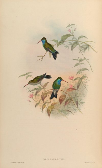 Circe latirostris = Cynanthus latirostris by John Gould